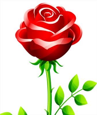 Rose Flower 2
