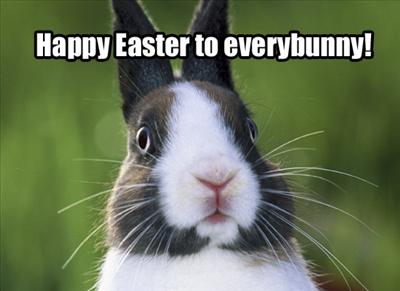 Bunny