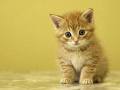 Gatito