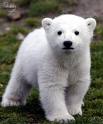 Oso Polar