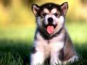 Perrito