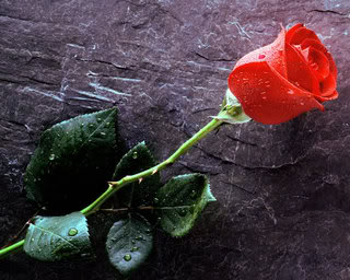 A rose