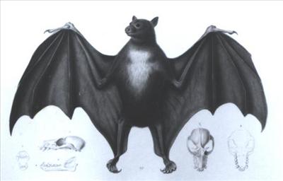 Pet Fanihi