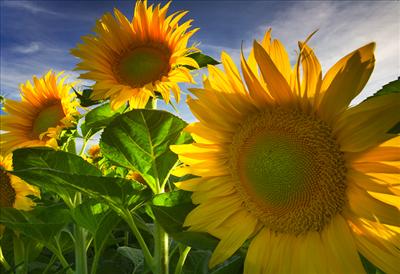 sunflowers to brighten your day