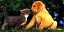 Puppy&Kitten