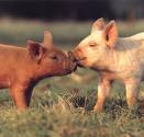 Pigs Kissing