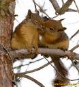 Squirrel Kiss