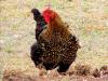 Rooster -  The least movement is of importance to all nature. The entire ocean is affected by a pebble.