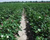 Cotton Field -In all things of nature, there is something of the marvelous.