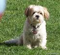 doggie