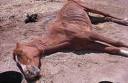 animal abuse 6