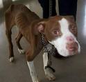 animal abuse 5
