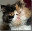 animal abuse 3