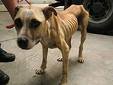 skinny dog