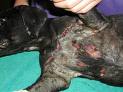 animal abused 