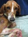 animal abuse 1