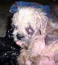 animal abuse 2