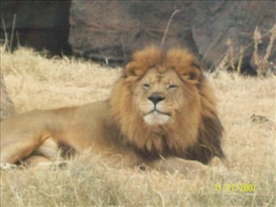 lion