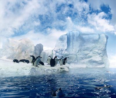 murderous penguins