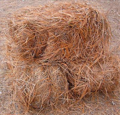 Pinestraw