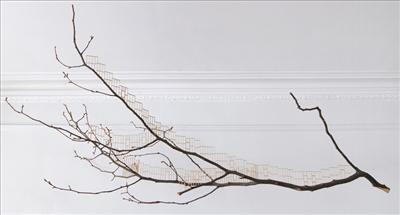 Branch