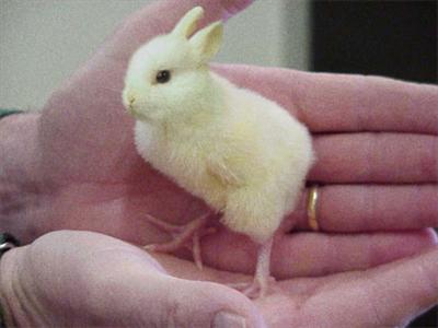 easter chicken/bunny
