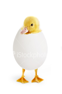 easter chicken+egg