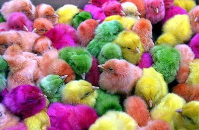 coloured chickens