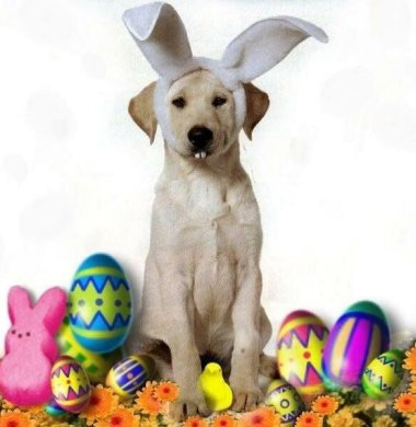 easter dog