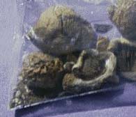 Shrooms