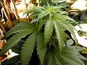 Pot Plant