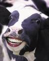 smiling cow
