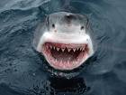 smiling shark or something