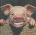 smiling pig