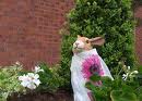 wedding rabbit