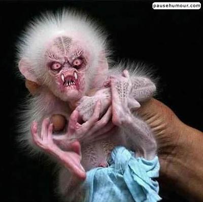 singe visqueux