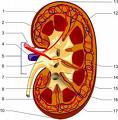 Chart Kidney
