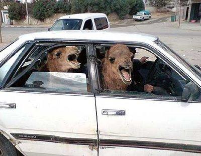 Two camels in a Tiny car