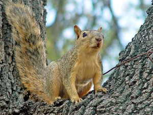 Squirrel Aids