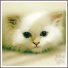 yellow kitten