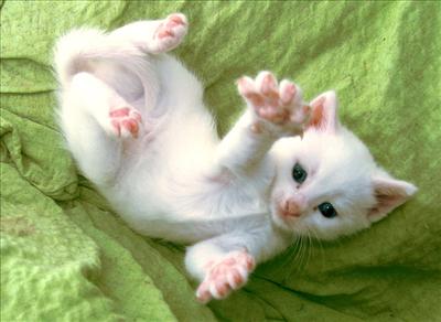kitty love