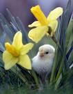 Chick