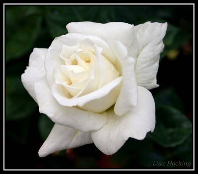 White rose