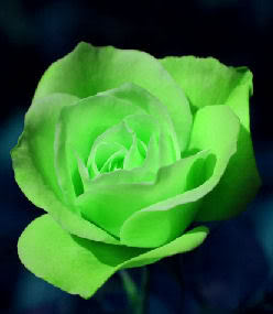 Green rose