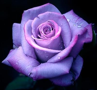 Purple rose