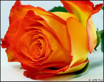 Orange rose
