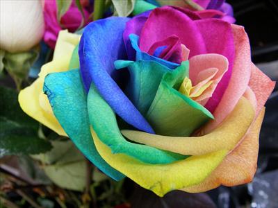 Colourful rose