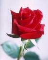 A Rose