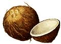 Coconut