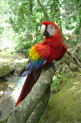 Pet bird
